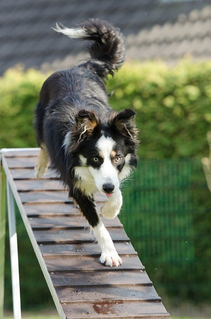 agility-748259_640.jpg