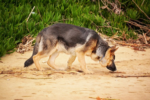 german-shepherd-1970053_640.jpg